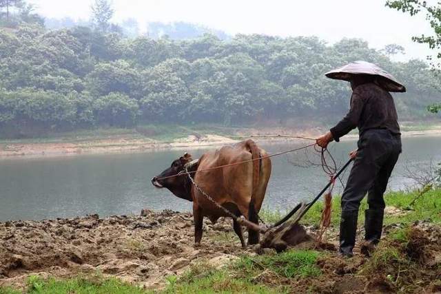 2021 辛丑年疾病稍、六畜瘴是什么意思？解析古代俗语